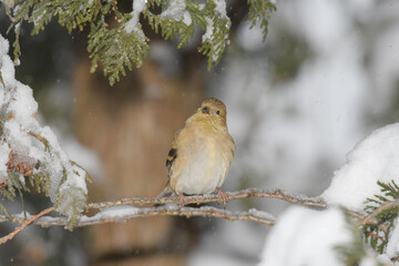 A yellow finch bird perched on a branch with a winter background.