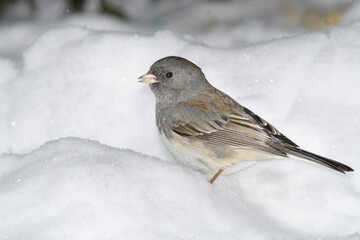 A sparrow bird on the ground with snow and a winter background.