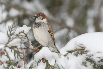 A sparrow bird perched on a branch with a winter background.