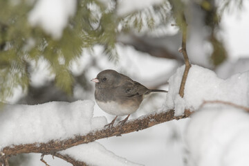 A sparrow bird perched on a branch with a winter background.