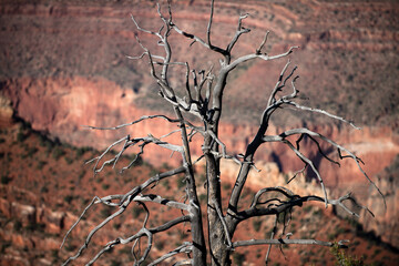 Dry tree on death valley. Monument valley. Scenic view of Grand Canyon. Overlook panoramic view National Park in Arizona.