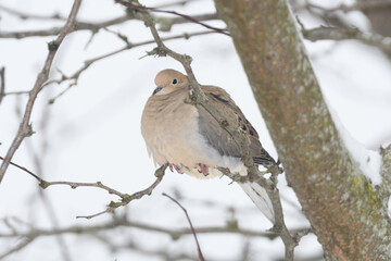 A mourning dove bird perched on a branch with a winter background.