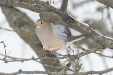 A mourning dove bird perched on a branch with a winter background.