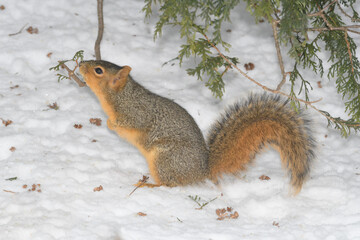 A squirrel in a tree with snow with a winter background.