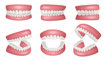 Realistic jaws. Human anatomy jaw healthy teeth collection decent vector realistic templates set