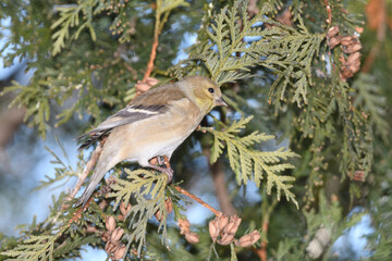 A house finch bird perched on a branch with a winter background.