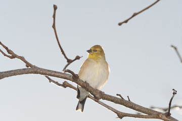 A house finch bird perched on a branch with a winter background.