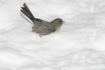 A sparrow bird perched on a branch with a winter background.