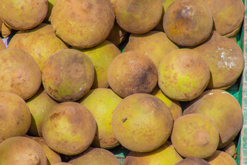 Sapodilla (Matisia cordata)