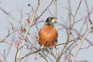 An American robin bird perched on a branch with a winter background.