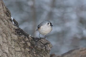 A titmouse bird perched on a branch with a winter background.