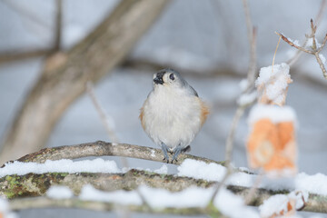 A titmouse bird perched on a branch with a winter background.