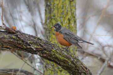 An American robin bird perched on a branch with a winter background.