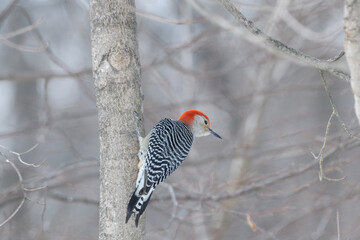 A woodpecker bird perched on a branch with a winter background.