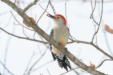 A woodpecker bird perched on a branch with a winter background.