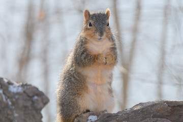 A squirrel in a tree with snow with a winter background.