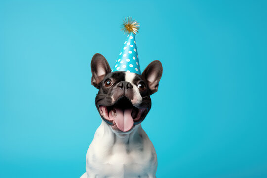 Black and white dog wearing party hat. This image can be used to celebrate birthdays or other festive occasions.