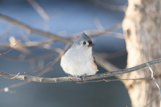 A titmouse bird perched on a branch with a winter background.