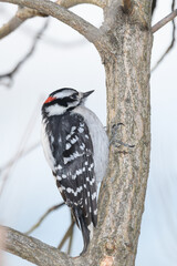 A woodpecker bird perched on a branch with a winter background.
