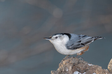 A nunchuck woodpecker bird perched on a branch with a winter background.