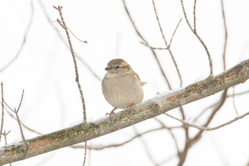 A sparrow bird perched on a branch with a winter background.