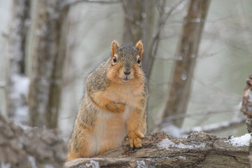 A squirrel in a tree with snow with a winter background.
