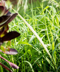 Roccaforzata [TA], Campagna, Piante Fiori e Insetti, erba, Brachiaria mutica, erba perenne vigorosa