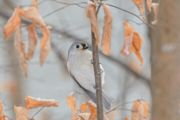A titmouse bird perched on a branch with a winter background.