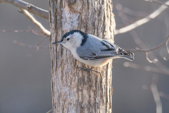 A nunchuck woodpecker bird perched on a branch with a winter background.