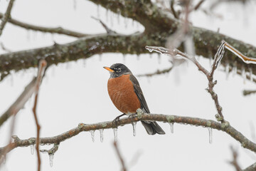 An American robin bird perched on a branch with a winter background.