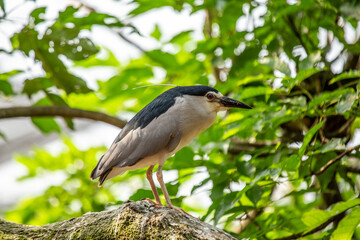 Adult Black-crowned Night Heron (Nycticorax nycticorax) in San Francisco