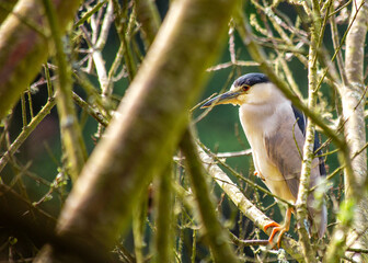 Adult Black-crowned Night Heron (Nycticorax nycticorax) in San Francisco