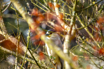 Adult Black-crowned Night Heron (Nycticorax nycticorax) in San Francisco