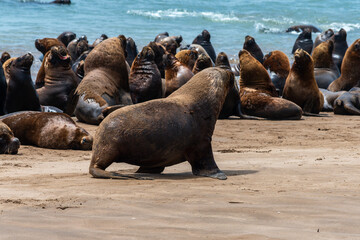 Sea lions on the sand at the shore of the beach.