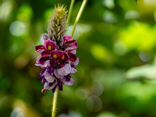 濃い紫色が美しい葛の花