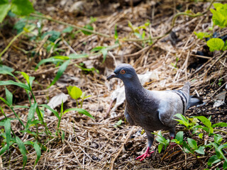 地面に降りて食べ物を探す鳩