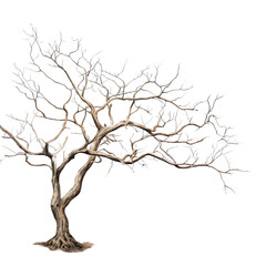 A withered tree by the coast with stretching branches transparent background
