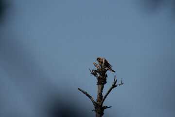 Pájaro en la rama de un árbol.