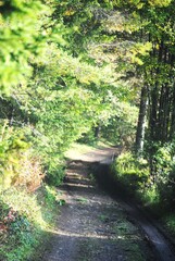 Fototapeta premium path in the woods