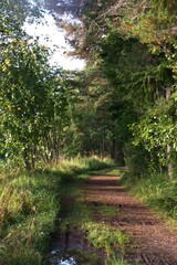 path in the woods