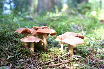 mushrooms in the forest
