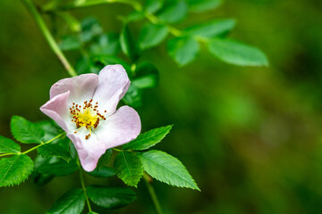 Flower of the dog-rose close up (rosa canina)