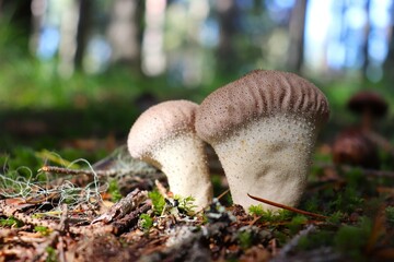 mushroom in the forest