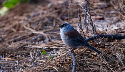 Bright gaze of Yellow eyed Junco in early autumn on Mt. Lemmon, Sky Island in Catalina Mountains...