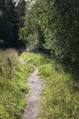 Fototapeta premium footpath in the woods