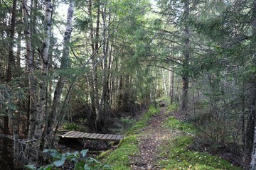 footpath in the woods