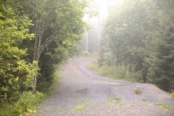 Fototapeta premium footpath in the woods