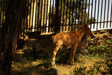 A young brown horse in Buyukada Greek orphanage in Istanbul