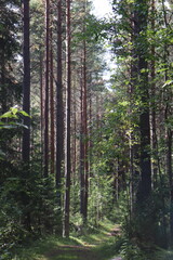 footpath in the woods
