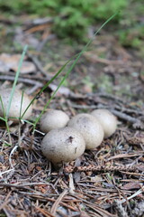 Mushroom from Scandinavia. Forest and Scandinavian mushrooms.